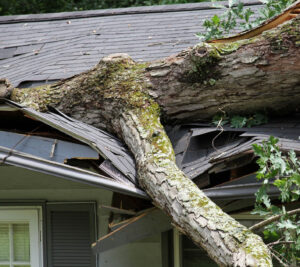 Fallen Tree Damaged Roof | Expert Roof Damage Repair Services | Fast & Affordable Solutions